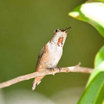 Allen's Hummingbird